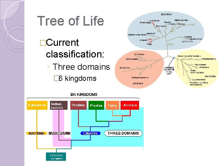 Tree of Life �Current classification: ◦ Three domains � 6 kingdoms 