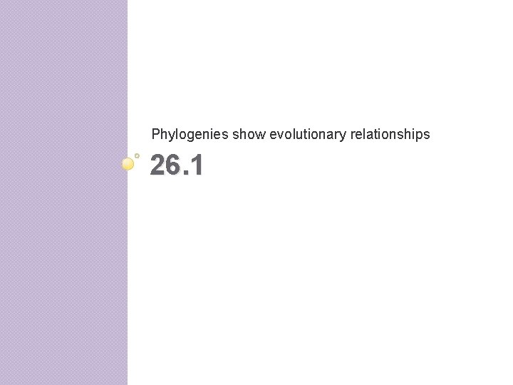 Phylogenies show evolutionary relationships 26. 1 