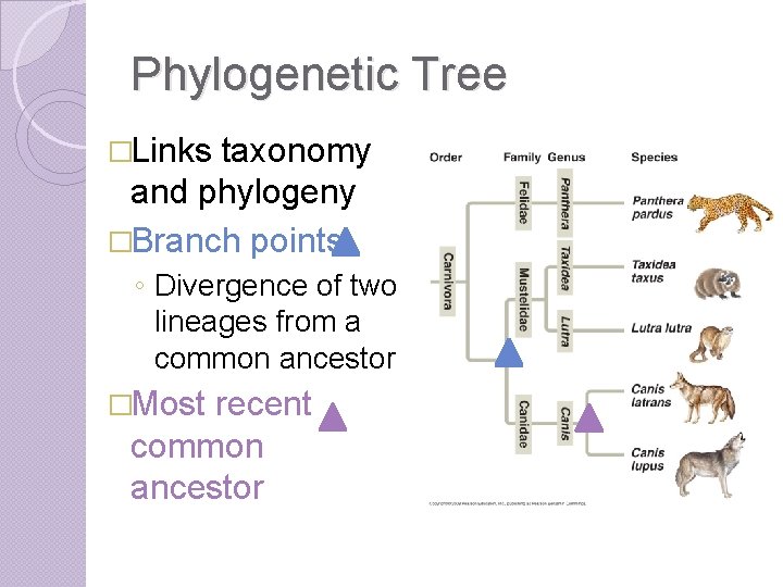 Phylogenetic Tree �Links taxonomy and phylogeny �Branch points ◦ Divergence of two lineages from