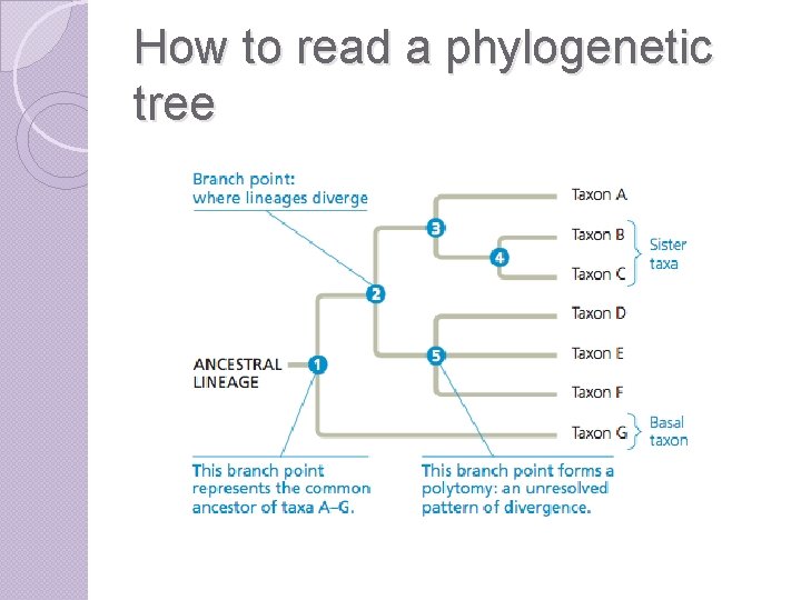 How to read a phylogenetic tree 