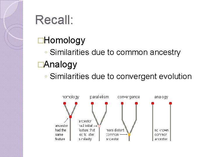 Recall: �Homology ◦ Similarities due to common ancestry �Analogy ◦ Similarities due to convergent