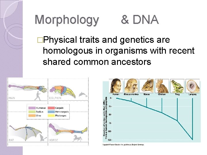 Morphology �Physical & DNA traits and genetics are homologous in organisms with recent shared