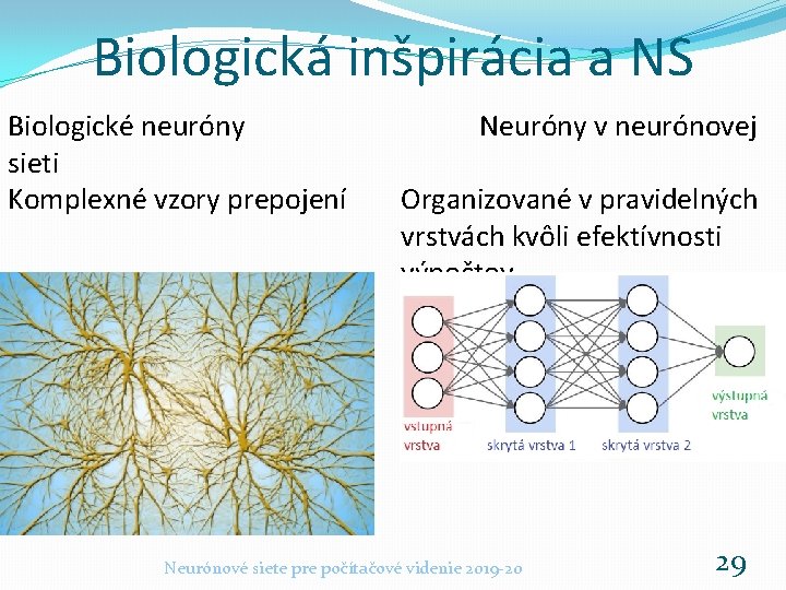 Biologická inšpirácia a NS Biologické neuróny sieti Komplexné vzory prepojení Neuróny v neurónovej Organizované