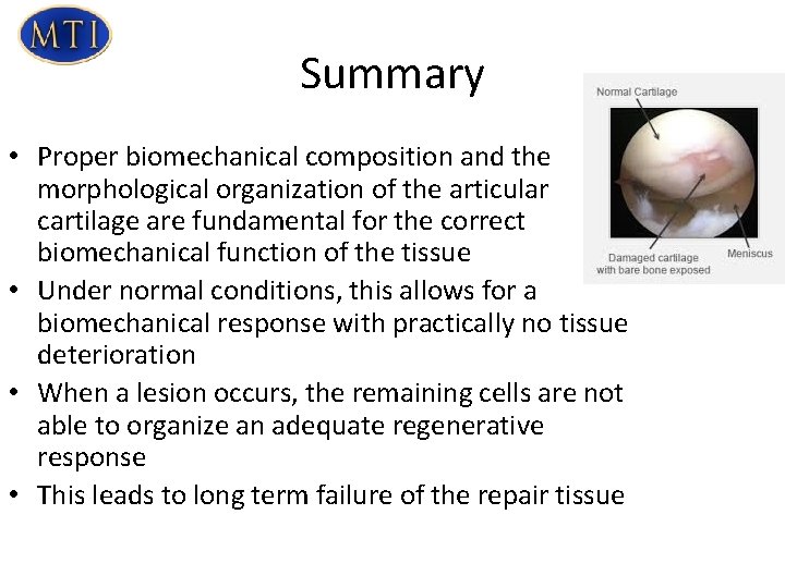 Summary • Proper biomechanical composition and the morphological organization of the articular cartilage are