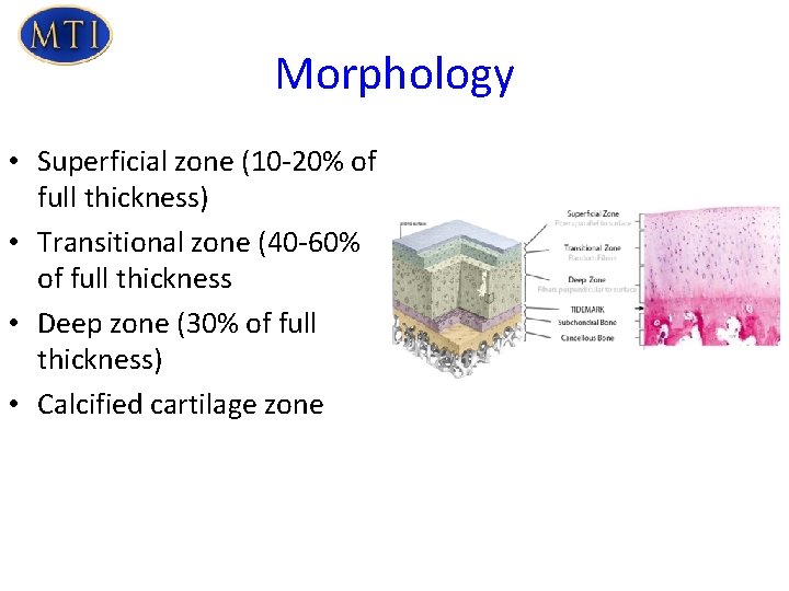 Morphology • Superficial zone (10 -20% of full thickness) • Transitional zone (40 -60%