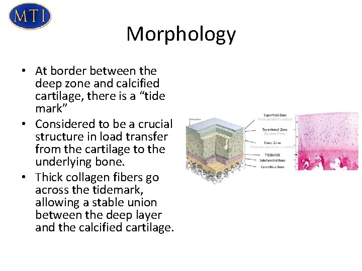 Morphology • At border between the deep zone and calcified cartilage, there is a