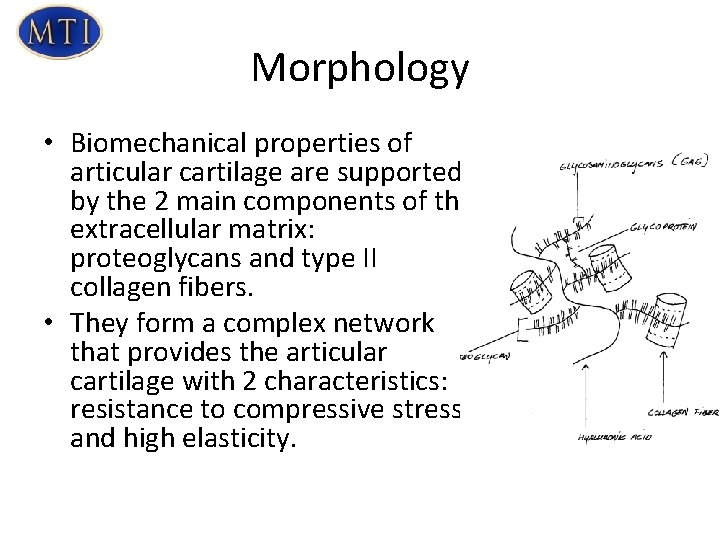 Morphology • Biomechanical properties of articular cartilage are supported by the 2 main components