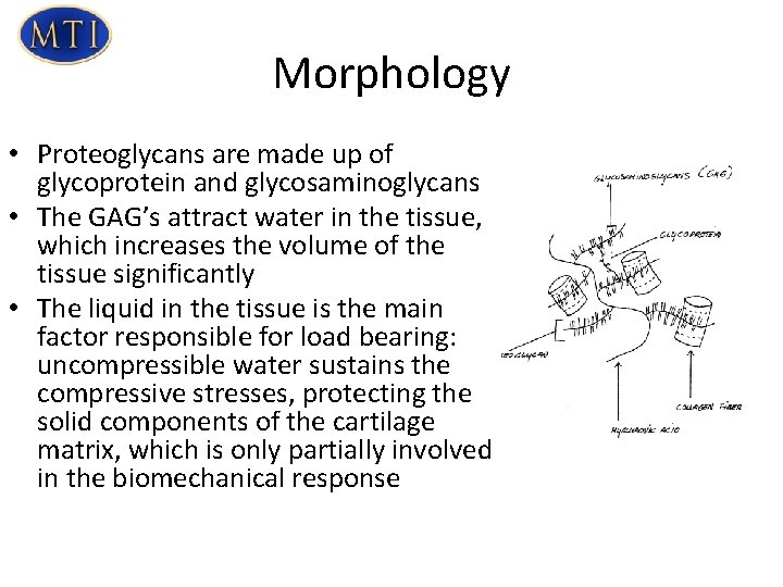 Morphology • Proteoglycans are made up of glycoprotein and glycosaminoglycans • The GAG’s attract