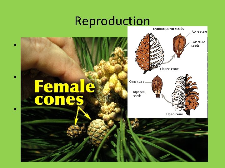 Reproduction • Male – Microsporangia make many spores • Microspores are the male gamete