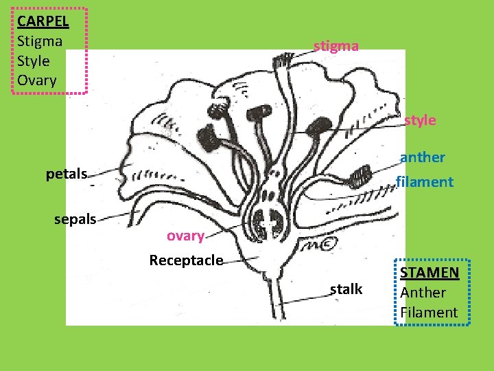 CARPEL Stigma Style Ovary stigma style anther petals sepals filament ovary Receptacle stalk STAMEN