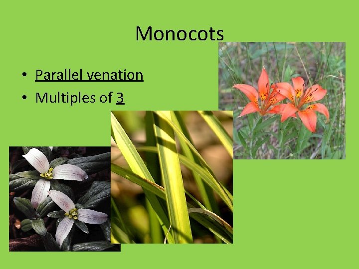 Monocots • Parallel venation • Multiples of 3 