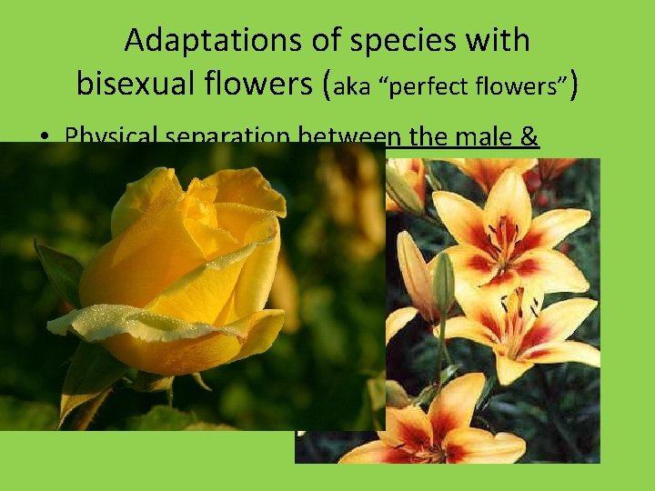 Adaptations of species with bisexual flowers (aka “perfect flowers”) • Physical separation between the