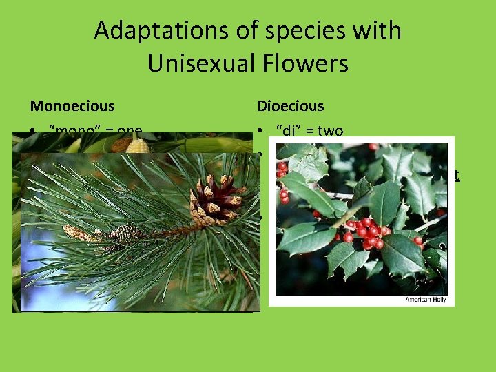 Adaptations of species with Unisexual Flowers Monoecious Dioecious • “mono” = one • Male