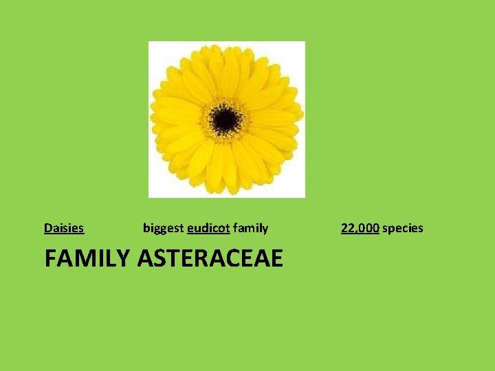 Daisies biggest eudicot family FAMILY ASTERACEAE 22, 000 species 