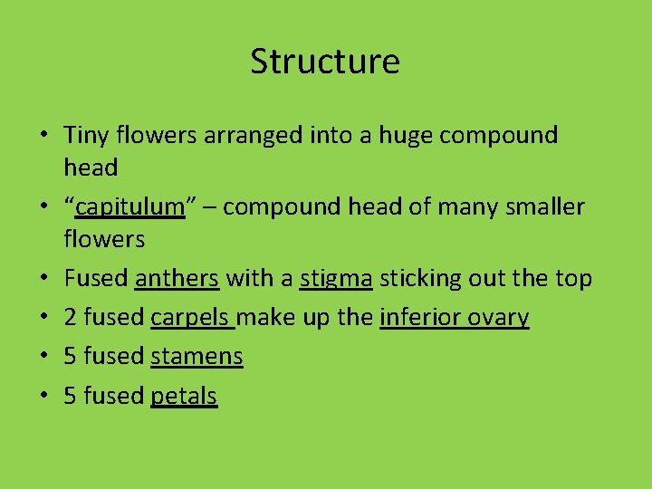 Structure • Tiny flowers arranged into a huge compound head • “capitulum” – compound