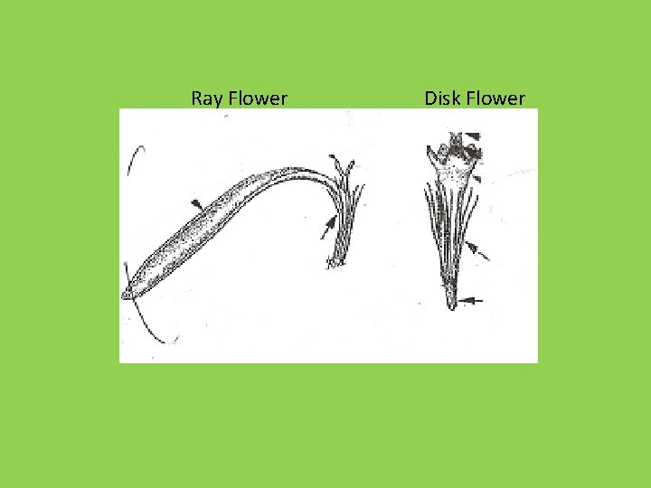 Ray Flower Disk Flower 