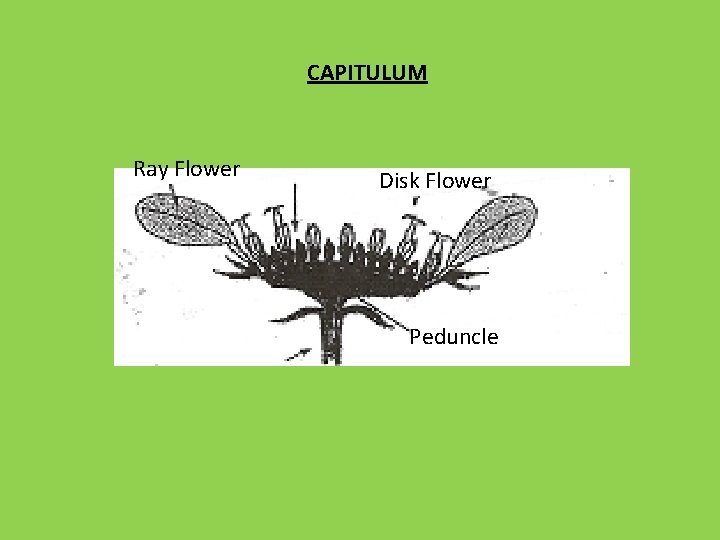 CAPITULUM Ray Flower Disk Flower Peduncle 