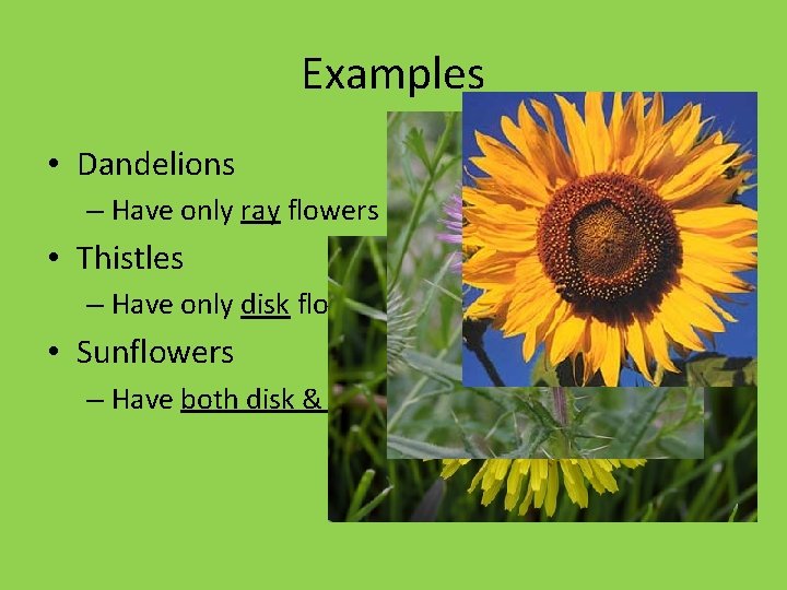 Examples • Dandelions – Have only ray flowers • Thistles – Have only disk