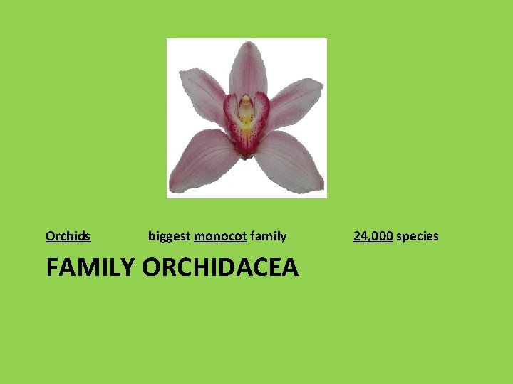 Orchids biggest monocot family FAMILY ORCHIDACEA 24, 000 species 