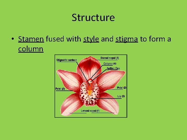 Structure • Stamen fused with style and stigma to form a column 