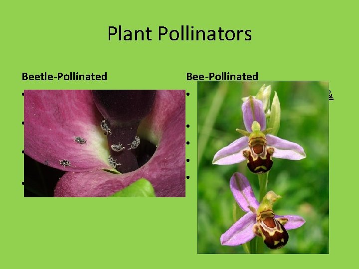 Plant Pollinators Beetle-Pollinated Bee-Pollinated • Dull colors • Bright showy petals (blue & yellow)