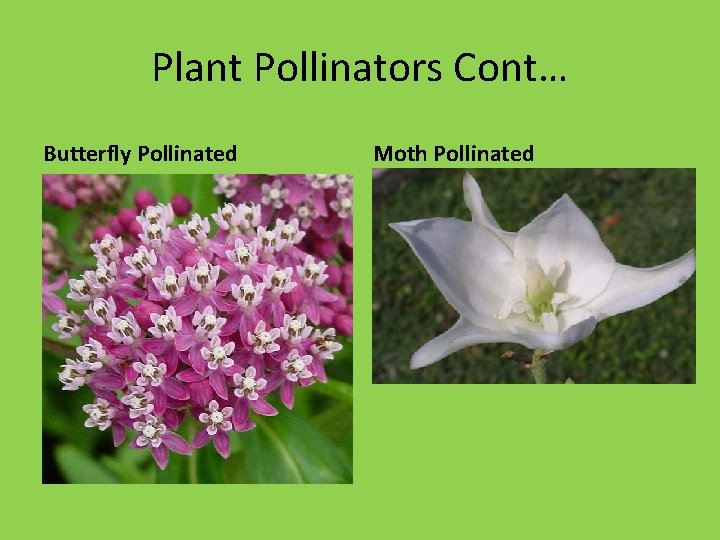 Plant Pollinators Cont… Butterfly Pollinated Moth Pollinated • Long tube with nectar at the