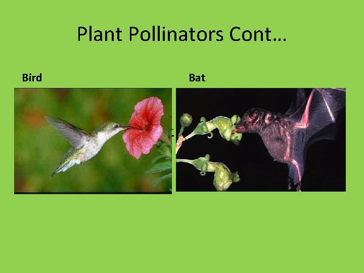 Plant Pollinators Cont… Bird Bat • Often red (visible to birds) • Usually odorless