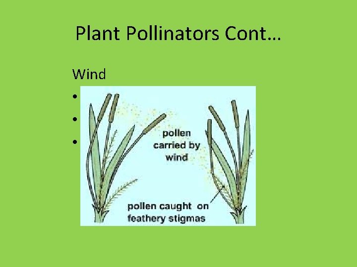 Plant Pollinators Cont… Wind • Dull or colorless • Petals small or absent •