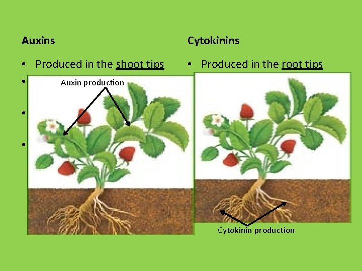 Auxins Cytokinins • Produced in the shoot tips • Stimulate cell elongation Auxin production