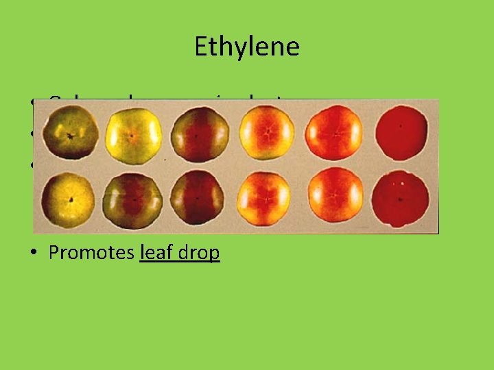 Ethylene • Only gas hormone in plants • Inhibits cell expansion • Promotes fruit