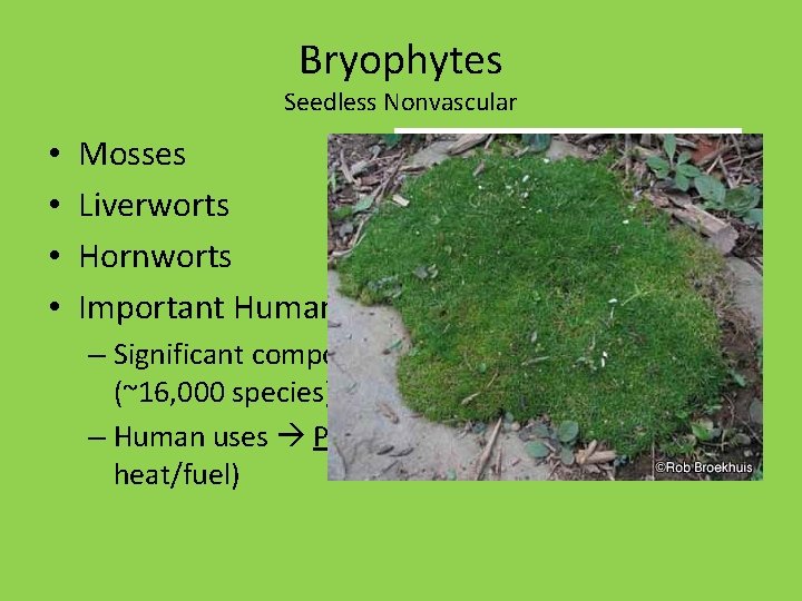 Bryophytes Seedless Nonvascular • • Mosses Liverworts Hornworts Important Human Uses – Significant component
