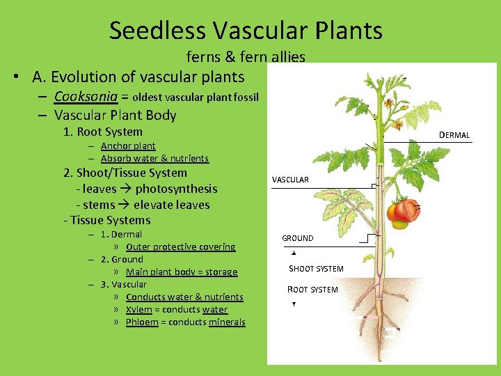 Seedless Vascular Plants ferns & fern allies • A. Evolution of vascular plants –