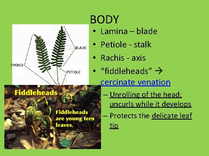 BODY BLADE FROND PETIOLE RHIZOME ROOTS • • Lamina – blade Petiole - stalk