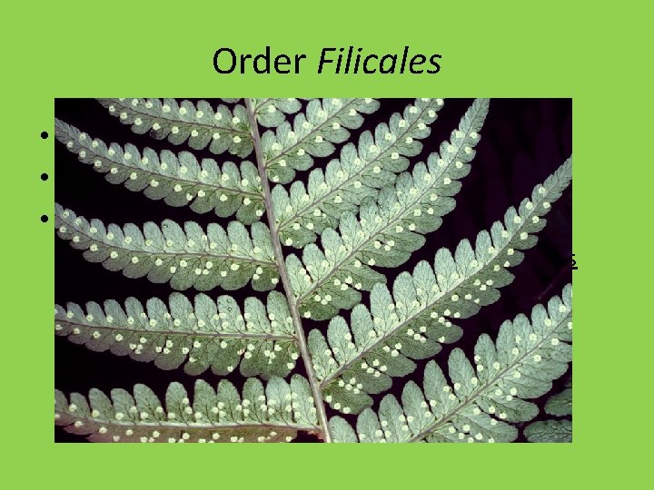 Order Filicales • Most ferns belong to this order • 10, 500 species •