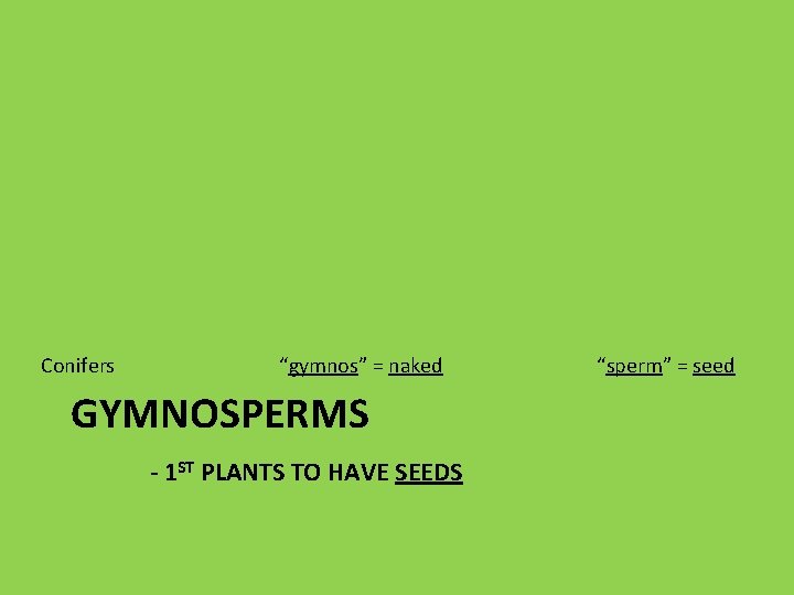 Conifers “gymnos” = naked GYMNOSPERMS - 1 ST PLANTS TO HAVE SEEDS “sperm” =