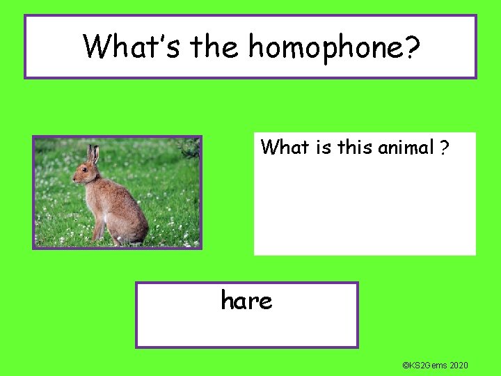 What’s the homophone? What is this animal ? hare ©KS 2 Gems 2020 