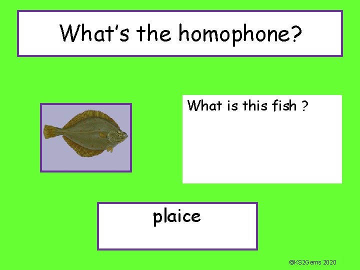 What’s the homophone? What is this fish ? plaice ©KS 2 Gems 2020 