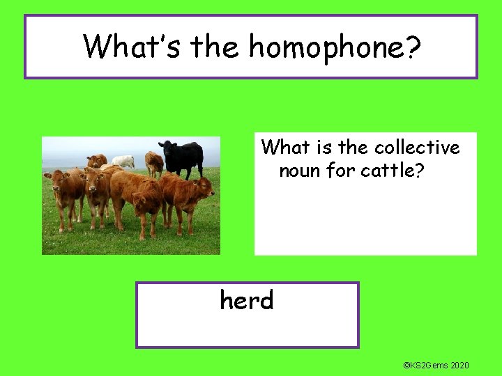 What’s the homophone? What is the collective noun for cattle? herd ©KS 2 Gems