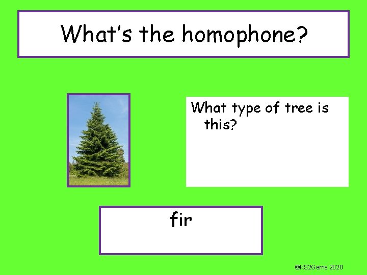 What’s the homophone? What type of tree is this? fir ©KS 2 Gems 2020