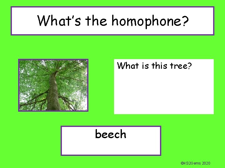 What’s the homophone? What is this tree? beech ©KS 2 Gems 2020 