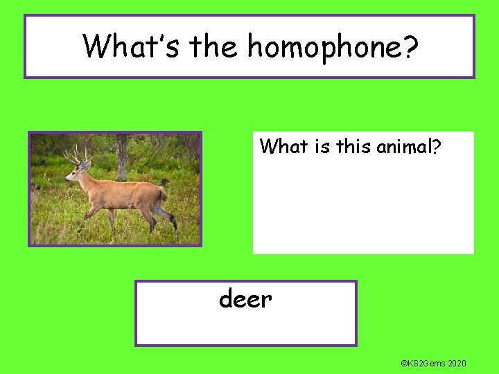 What’s the homophone? What is this animal? deer ©KS 2 Gems 2020 