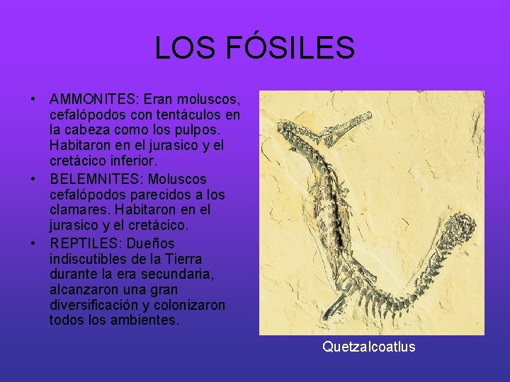 LOS FÓSILES • AMMONITES: Eran moluscos, cefalópodos con tentáculos en la cabeza como los