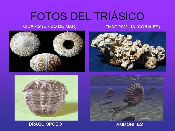 FOTOS DEL TRIÁSICO CIDARIS (ERIZO DE MAR) BRAQUIÓPODO THACOSMILIA (CORALES) AMMONITES 