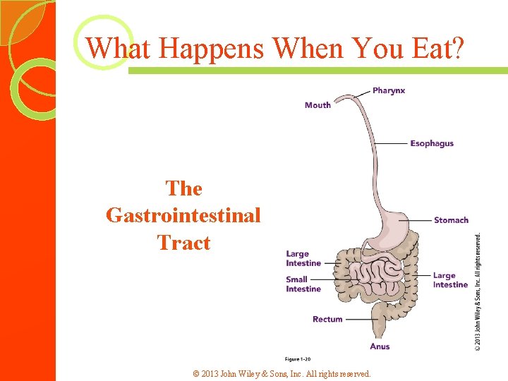 What Happens When You Eat? The Gastrointestinal Tract © 2013 John Wiley & Sons,