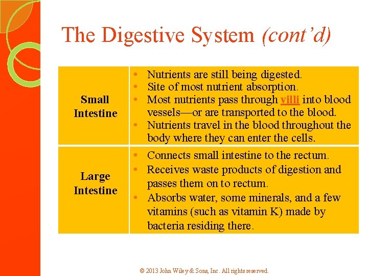 The Digestive System (cont’d) Small Intestine Large Intestine • Nutrients are still being digested.