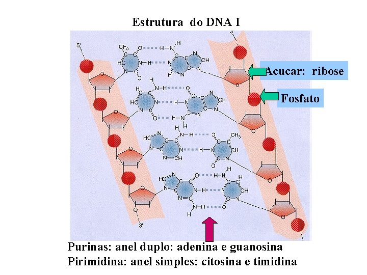 Estrutura do DNA I Acucar: ribose Fosfato Purinas: anel duplo: adenina e guanosina Pirimidina: