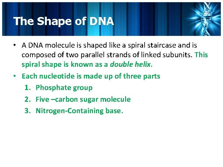 The Shape of DNA • A DNA molecule is shaped like a spiral staircase