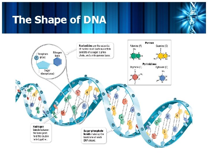 The Shape of DNA 