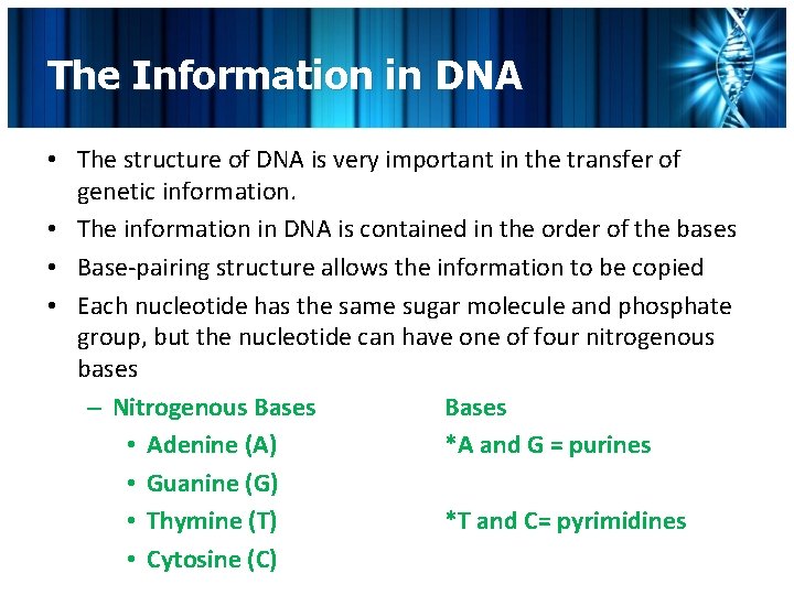 The Information in DNA • The structure of DNA is very important in the