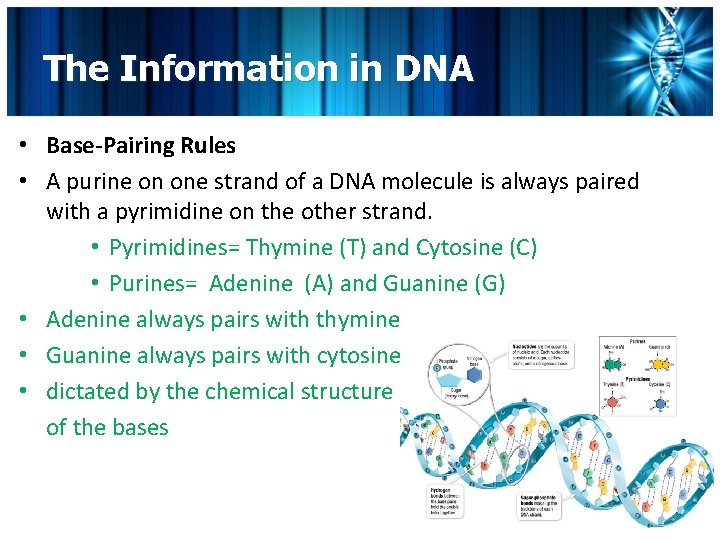 The Information in DNA • Base-Pairing Rules • A purine on one strand of